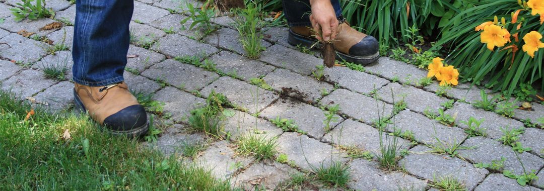 Weeds Growing In Between Your Pavers? Here’s A Chemical-Free Way to Remove Them