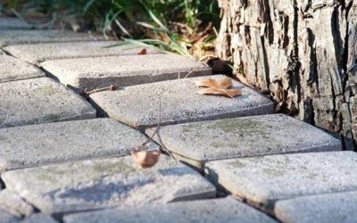 Common Paver Problems: Tree Roots causing Pavers to Lift